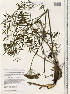 Cenolophium fischeri (Spreng.) W. D. J. Koch, Восточная Европа, Северный район (E1) (Россия)