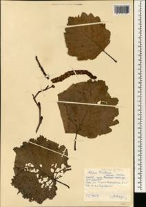 Ольха волосистая (Spach) Rupr., Зарубежная Азия (ASIA) (КНДР)