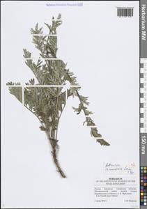 Полынь армянская Lam., Восточная Европа, Средневолжский район (E8) (Россия)