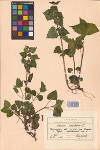 MHA 0 154 518, Яснотка пятнистая (L.) L., Восточная Европа, Средневолжский район (E8) (Россия)