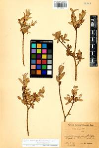 Salix caesia subsp. tschujensis N. M. Bolschakov, Сибирь, Прибайкалье и Забайкалье (S4) (Россия)