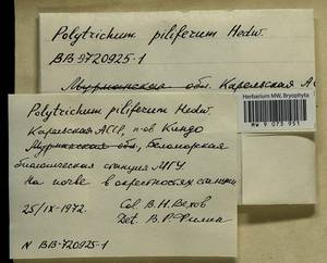 Polytrichum piliferum Hedw., Гербарий мохообразных, Мхи - Карелия, Ленинградская и Мурманская области (B4) (Россия)