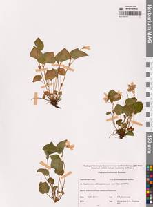 Фиалка сахалинская H.Boissieu, Сибирь, Чукотка и Камчатка (S7) (Россия)