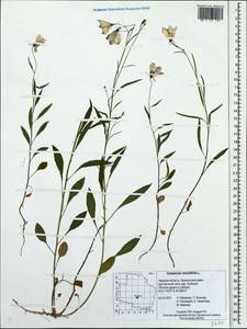 Колокольчик круглолистный L., Восточная Европа, Северо-Западный район (E2) (Россия)