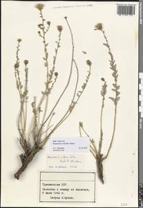 Реомюрия очереднолистная, Средняя Азия и Казахстан, Каракумы (M6) (Туркмения)