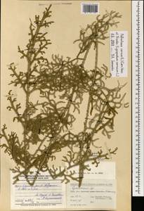 Palhinhaea cernua (L.) Vasc. & Franco, Зарубежная Азия (ASIA) (КНР)