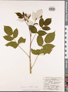 Малина обыкновенная L., Восточная Европа, Центральный район (E4) (Россия)