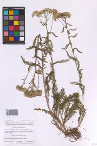 Тысячелистник обыкновенный L., Восточная Европа, Московская область и Москва (E4a) (Россия)