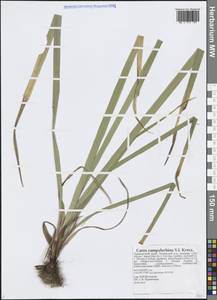 Carex auriculata Franch., Сибирь, Дальний Восток (S6) (Россия)