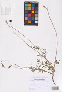 Мак песчаный M.Bieb., Восточная Европа, Нижневолжский район (E9) (Россия)