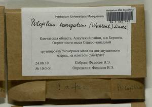 Psilopilum laevigatum (Wahlenb.) Lindb., Гербарий мохообразных, Мхи - Чукотка и Камчатка (B21) (Россия)