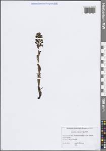 Гнездовка настоящая, Гнездовка обыкновенная (L.) Rich., Восточная Европа, Московская область и Москва (E4a) (Россия)