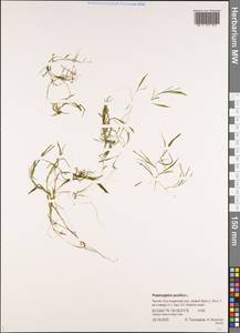 Рдест маленький L., Сибирь, Якутия (S5) (Россия)