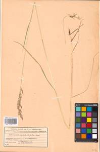 Чий вейниковый (L.) P.Beauv., Восточная Европа, Московская область и Москва (E4a) (Россия)