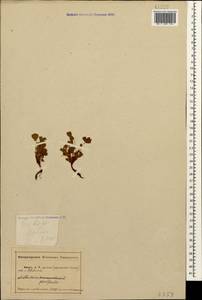 Сиббальдия мелкоцветковая Willd., Кавказ, Абхазия (K4a) (Абхазия)