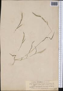 Pereilema crinitum J.Presl, Америка (AMER) (Гватемала)