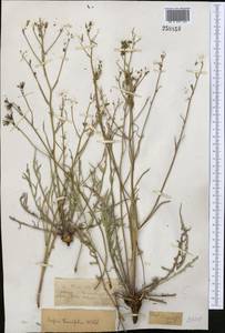 Crepidiastrum tenuifolium (Willd.) Sennikov, Средняя Азия и Казахстан, Джунгарский Алатау и Тарбагатай (M5) (Казахстан)