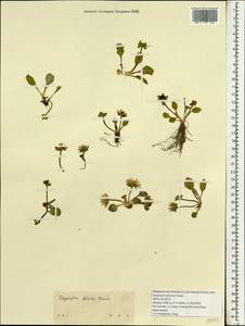 Oxygraphis delavayi Franch., Зарубежная Азия (ASIA) (КНР)