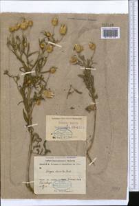 Zoegea crinita subsp. baldschuanica (C.Winkl.) Rech.f., Средняя Азия и Казахстан, Копетдаг, Бадхыз, Малый и Большой Балхан (M1) (Туркмения)