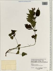 Strobilanthes attenuata subsp. attenuata, Зарубежная Азия (ASIA) (Непал)