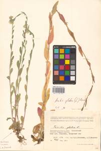 Башеница голая, Башенница гладкая, Вяжечка гладкая L., Восточная Европа, Нижневолжский район (E9) (Россия)