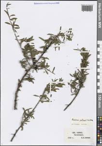Rhamnus erythroxyloides subsp. erythroxyloides, Кавказ, Ставропольский край, Карачаево-Черкесия, Кабардино-Балкария (K1b) (Россия)