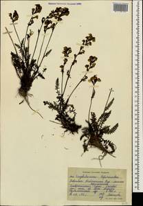 Мытник Нордманна Bunge, Кавказ, Ставропольский край, Карачаево-Черкесия, Кабардино-Балкария (K1b) (Россия)