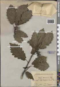 Дуб Гартвиса Steven, Кавказ, Краснодарский край и Адыгея (K1a) (Россия)