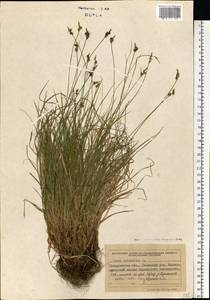 Осока шариконосная L., Восточная Европа, Западно-Украинский район (E13) (Украина)