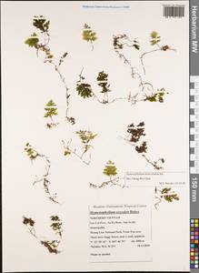 Hymenophyllum denticulatum Sw., Зарубежная Азия (ASIA) (Вьетнам)