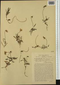 Viola gracilis Sibth. & Sm., Западная Европа (EUR) (Италия)