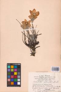 Прострел раскрытый, Сон-трава (L.) Mill., Восточная Европа, Восточный район (E10) (Россия)