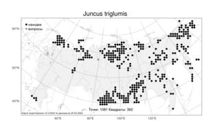 Juncus triglumis, Ситник трехчешуйный L., Атлас флоры России (FLORUS) (Россия)