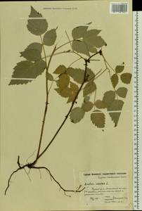 Малина обыкновенная L., Восточная Европа, Московская область и Москва (E4a) (Россия)