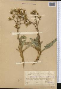Lactuca crambifolia (Bunge) B. Fedtsch., Средняя Азия и Казахстан, Северный и Центральный Тянь-Шань (M4) (Казахстан)