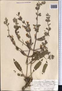 Phlomoides uniflora (Regel) Adylov, Kamelin & Makhm., Средняя Азия и Казахстан, Памир и Памиро-Алай (M2) (Узбекистан)