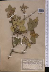 Клен туркменский (Pojark. ex Czerniak.) Rech.fil., Средняя Азия и Казахстан, Копетдаг, Бадхыз, Малый и Большой Балхан (M1) (Туркмения)