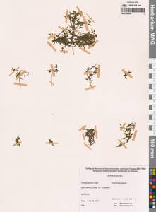 Ряска трехдольная L., Сибирь, Дальний Восток (S6) (Россия)