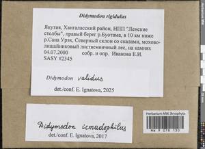 Didymodon icmadophilus (Schimp. ex Müll. Hal.) K. Saito, Гербарий мохообразных, Мхи - Якутия (B19) (Россия)