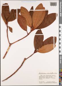 Rhododendron macrophyllum D. Don ex G. Don, Америка (AMER) (США)