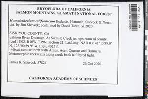 Homalothecium californicum Hedenäs, Huttunen, Shevock & D.H. Norris, Гербарий мохообразных, Мхи - Америка (BAm) (США)