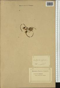 Gagea foliosa (C.Presl) Schult. & Schult.f., Западная Европа (EUR) (Неизвестно)