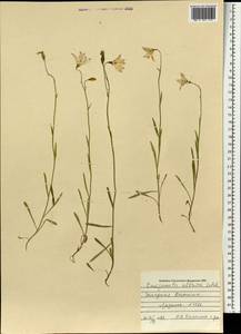 Колокольчик алтайский Ledeb., Монголия (MONG) (Монголия)