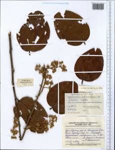 Ziziphus rugosa Lam., Зарубежная Азия (ASIA) (КНР)