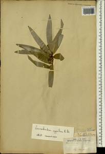 Leucadendron argenteum (L.) R. Br., Африка (AFR) (ЮАР)