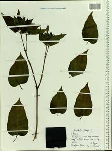 Мирабилис ялапа, Ночная красавица L., Восточная Европа, Центральный район (E4) (Россия)