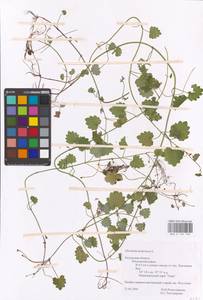 MHA 0 155 735, Будра плющевидная L., Восточная Европа, Центральный район (E4) (Россия)