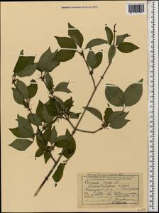 Кизил мужской, Кизил обыкновенный L., Кавказ, Краснодарский край и Адыгея (K1a) (Россия)