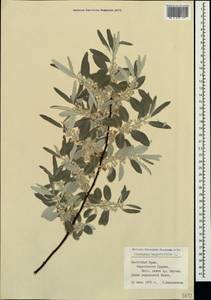 Лох узколистный, Лох обыкновенный L., Крым (KRYM) (Россия)