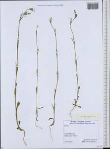 Silene conica subsp. conica, Кавказ, Северная Осетия, Ингушетия и Чечня (K1c) (Россия)